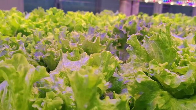 Controlled Environment Agriculture, Vertical farming, granja vertical, produccion en ambiente controlado, lechuga, vegetales