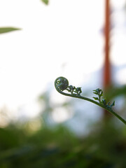 Close-up view of a fern during the day. 