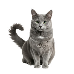 Obraz premium isolated transparent background of a beautiful grey Russian Blue cat with striking green eyes sitting, looking directly at the camera.