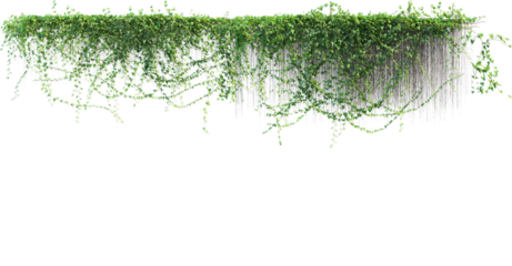 Hanging Green Ivy Vine Border Isolated On Transparent Background