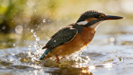 Kingfisher bursting through water, a moment of wild grace and vibrant energy