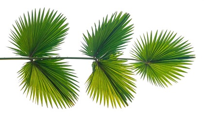 Close-up of a palm frond with multiple fan-shaped leaves in vibrant shades of green and yellow, isolated against a white background