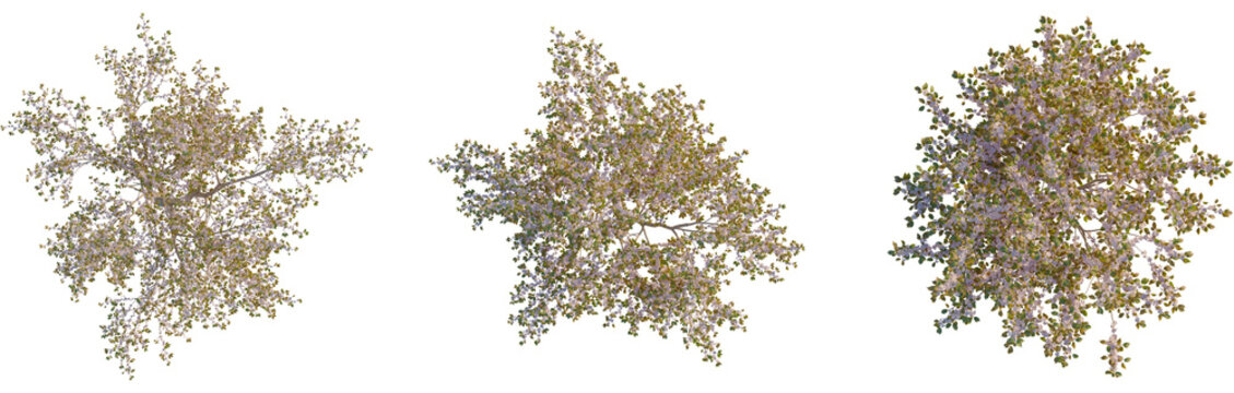 Prunus serrulata tree plan, cutout, top view, isolate, 4K PNG, Three tree tops with lush green leaves on transparent background