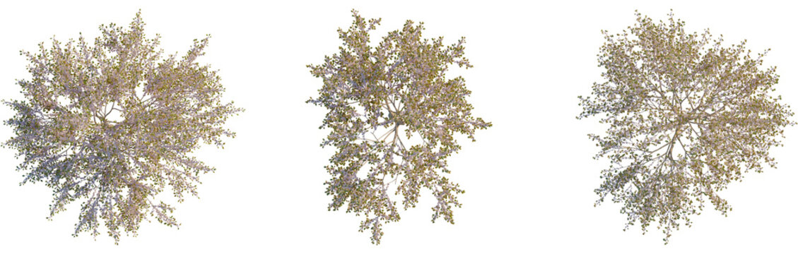 Prunus serrulata tree plan, cutout, top view, isolate, 4K PNG, Three hanging tree branches with green and yellow leaves isolated