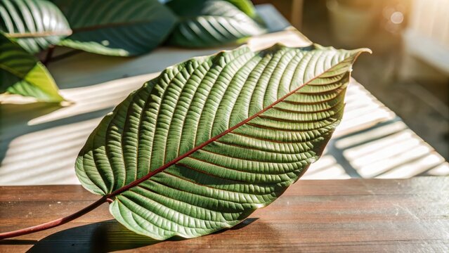 Delicate kratom leaf silhouette stands out against a crisp white background