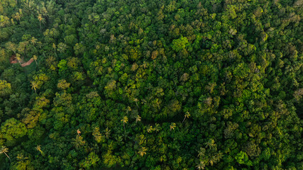 aerial view of dark green forest Abundant natural ecosystems of rainforest. Concept of nature forest preservation and reforestation.	
