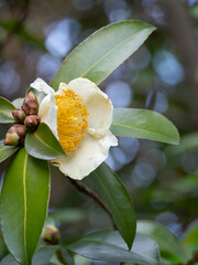 タイワンツバキの白い花と蕾