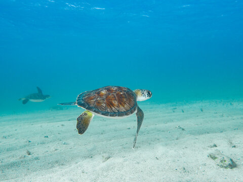 Chelonia Midas cruising the Mediterranean