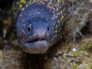 Moray eel Muraena helena