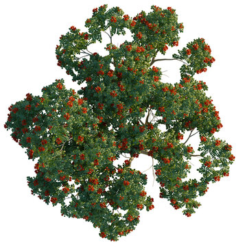 Spathodea campanulata tree plan, top view, cutout, 4K PNG, isolate, Vibrant tree with lush green leaves and bright red flowers isolated