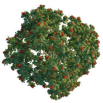 Spathodea campanulata tree plan, top view, cutout, 4K PNG, isolate, Vibrant pomegranate tree with lush green leaves and bright red flowers