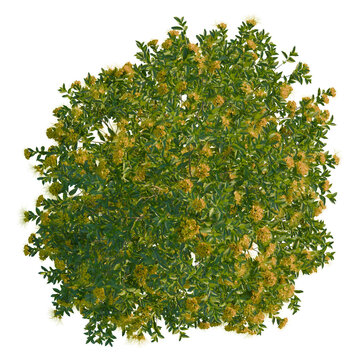 Xanthostemon chrysanthus tree plan, top view, cutout, 4K PNG, isolate, Vibrant green bush with yellow flowers on transparent background