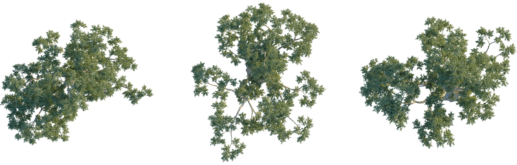Eucalyptus camaldulensis tree, plan top view, isolate, 4K png, Overhead view of three green tree tops with lush foliage