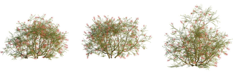 Obraz premium Grevillea banksii trees, elevation view, cutout, front, isolate, Flowering shrubs with pink blossoms on transparent background
