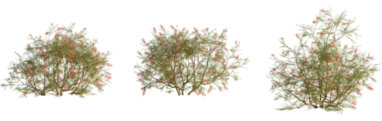 Grevillea banksii trees, elevation view, cutout, front, isolate, Flowering shrubs with pink blossoms on transparent background