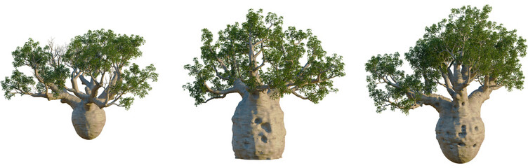 Adansonia gregorii trees, elevation view, cutout, front, isolate, Baobab trees with unique trunks...