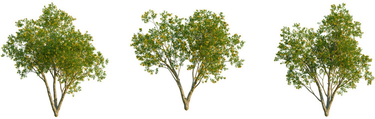 Xanthostemon chrysanthus trees, elevation view, cutout, front, isolate, Three green trees with lush foliage on transparent background