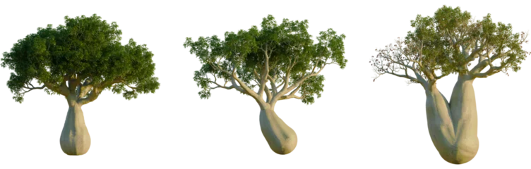 Fotobehang Baobab Brachychiton rupestris trees, elevation view, cutout, front, isolate, Three baobab trees in different foliage states on transparent background  © DH Tree Stock