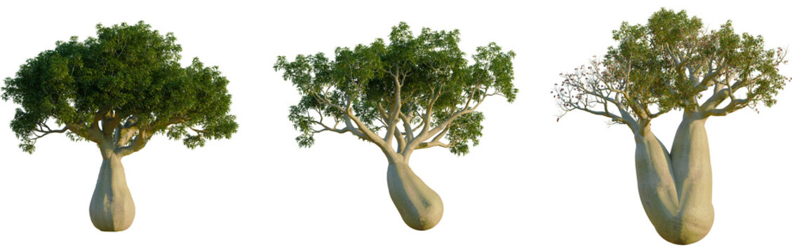 Brachychiton rupestris trees, elevation view, cutout, front, isolate, Three baobab trees in different foliage states on transparent background