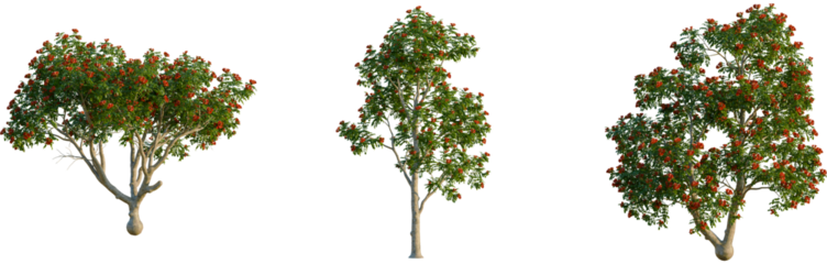 Spathodea campanulata trees, elevation view, cutout, front, isolate, Three trees with red flowers on transparent background for design