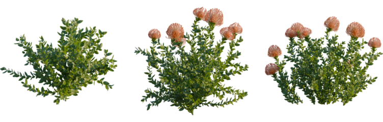 Leucospermum cordifolium trees, elevation view, cutout, front, isolate, Green plants with vibrant pink flowers on transparent background