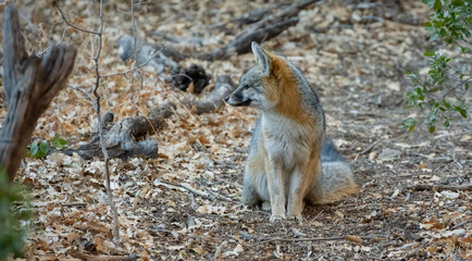 Naklejka premium Gray Fox Sits On Trail And Looks To The Left Of Frame