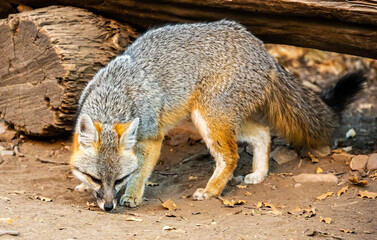 Naklejka premium Gray Fox Sniffs The Ground In Big Bend