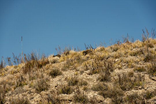 Group of javelina Run Along Ridge Against A Blue Sign In Big Bend