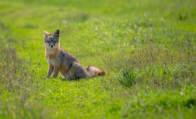 Fototapeta premium Island Fox Sits On Green Trail With One Ear Turned