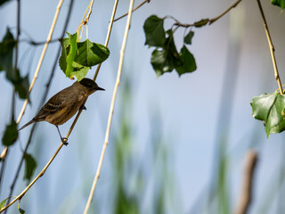 Naklejka premium Yellow-rumped warbler perched in a tree