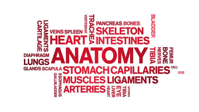 Anatomy animated word cloud-text design animation tag kinetic typography seamless loop.