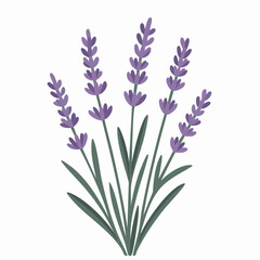 Naklejka premium Simple Lavender Flowers Bunch Illustration