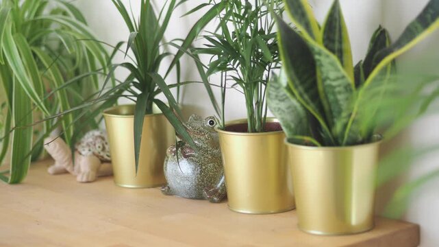 Plant care tips for indoor plants in simple steps