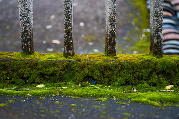 Moss Covered Railing On Old Building Exterior