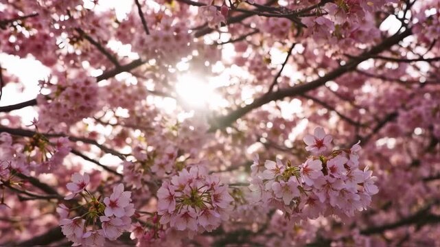 A profusion of delicate pink cherry blossoms, illuminated by sunlight, fills the frame