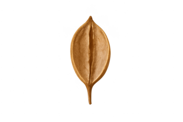Dry brown textured seed pod on transparent background