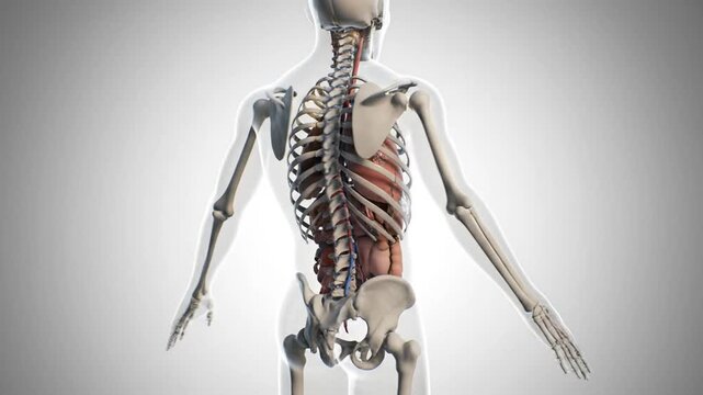 Detailed 3D illustration of human anatomy focusing on the skeletal and muscular systems from a rear viewpoint