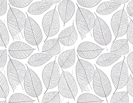 Delicate grey leaf skeletons arranged on a crisp white backdrop