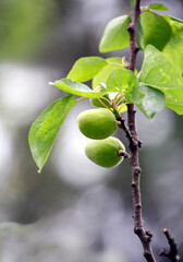 Apricot Tree With Ripening Fruit Closeup