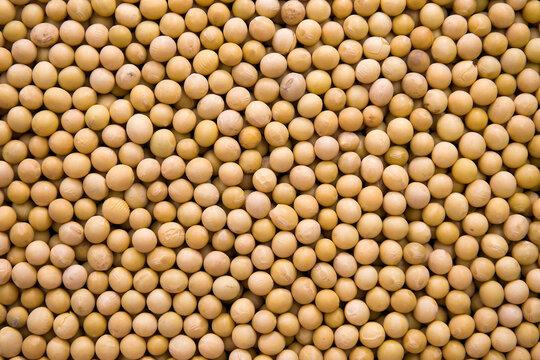 Flat Lay Soybeans Mixed Grains Assortment