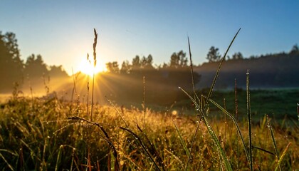 Serene meadow grass bends gently in early morning light