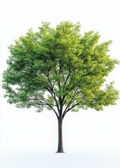 Fototapeta premium Solitary deciduous tree with a full leafy green canopy and textured trunk on a clean white background conveying calmness and vibrant life