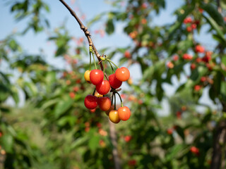 Fototapety na wymiar - Fototapeta24.pl