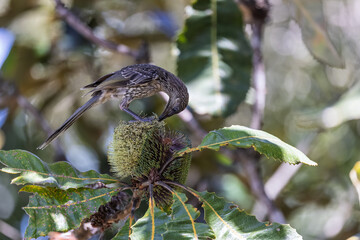 Close up of a Little Wattlebird feeding on a Banksia plant in Eastern Australia.