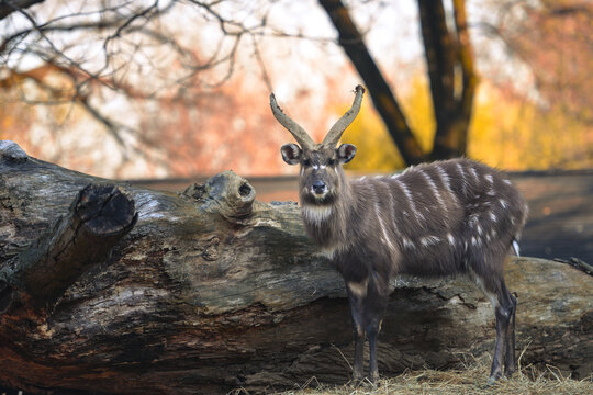 Sitatunga - It is a swamp-dwelling antelope native to Africa.