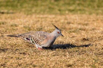 Close up of a colourful Australian Crested Pigeon on the ground in Gosford, NSW, Australia