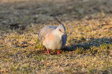 Close up of a colourful Australian Crested Pigeon on the ground in Gosford, NSW, Australia