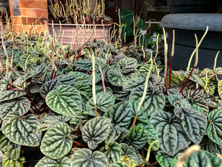 Side view of Peperomia Caperata Lilian house plant. Home gardening concept. Urban jungle theme. Beautiful garden plants.