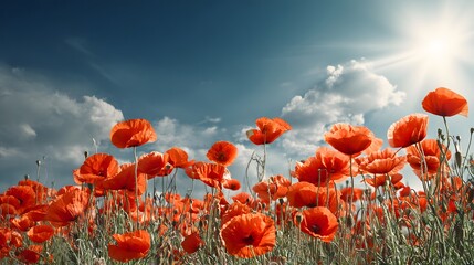 Obraz premium Vibrant Poppy Field Under a Sunny Sky - A Summer Landscape.