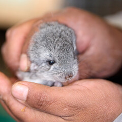 chinchilla